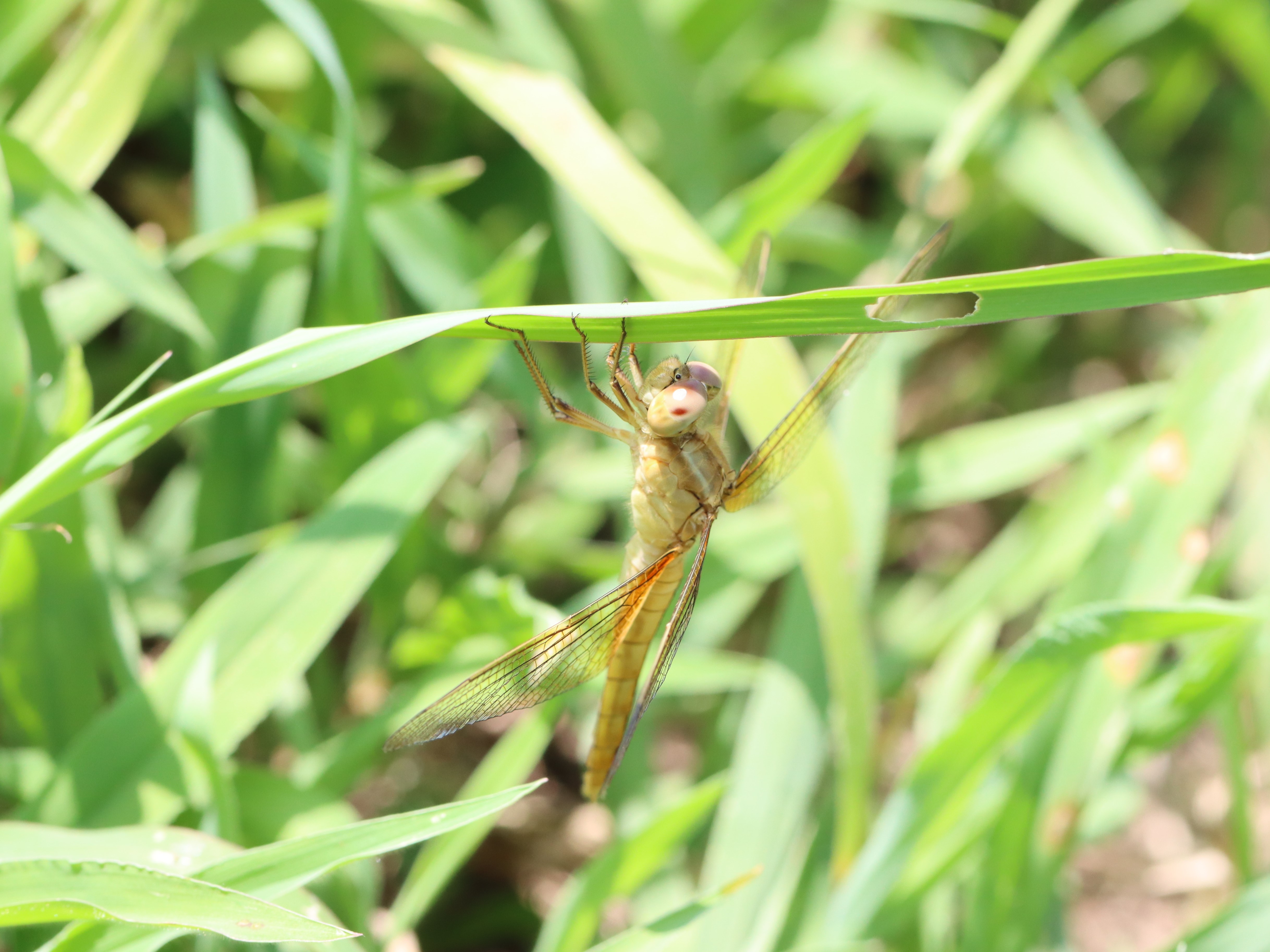 photo_2
